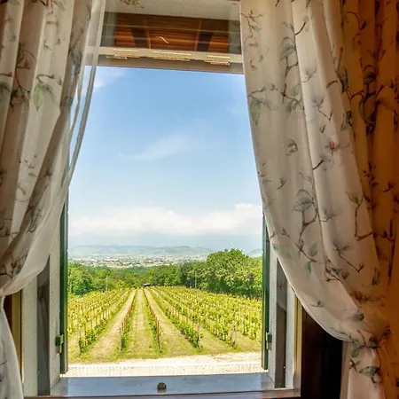 Gatto In Vigna Susegana