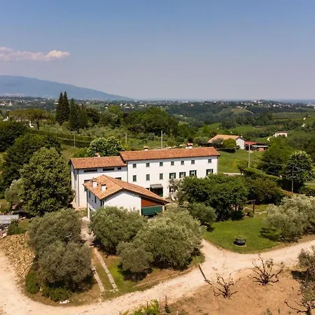 Gatto In Vigna
