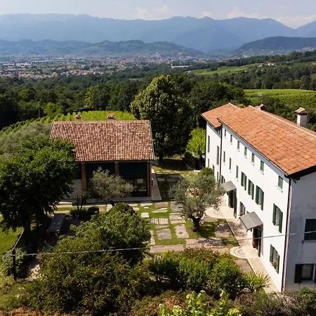 Gatto In Vigna
