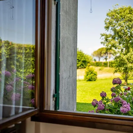 Gatto In Vigna Susegana