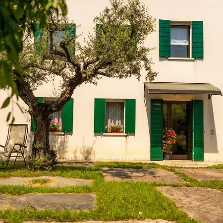 Gatto In Vigna *