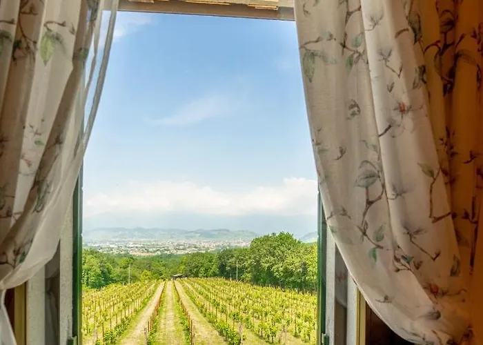 Gatto In Vigna Susegana